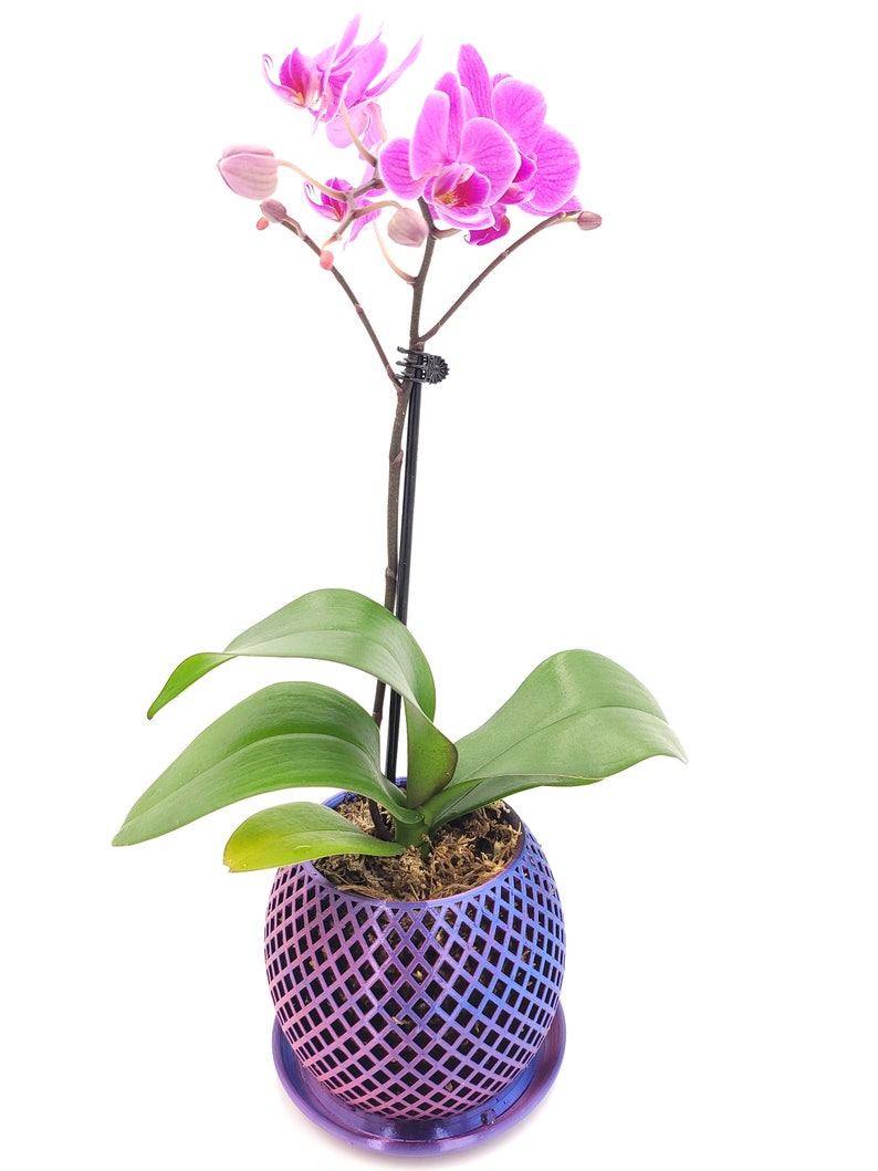 May include: A pink orchid plant in a purple and blue iridescent pot with a diamond pattern. The pot has a matching saucer.