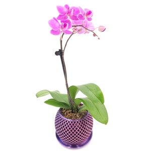 Open Orchid Pot