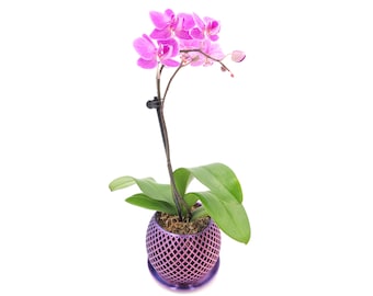 Open Orchid Pot