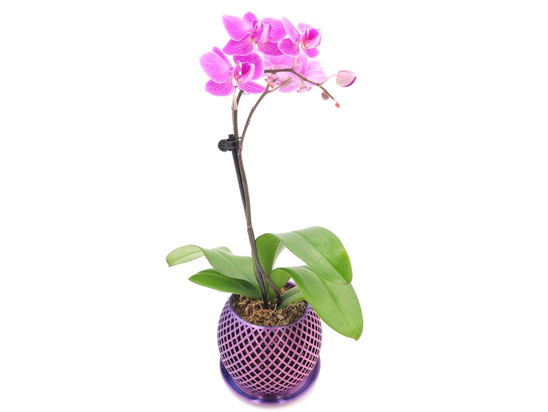 May include: A pink orchid plant in a purple pot with a diamond pattern. The plant has several blooms and green leaves.