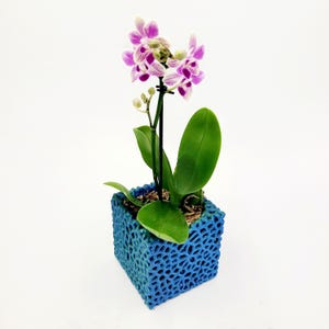 May include: A pink and white orchid plant in a blue textured ceramic pot.