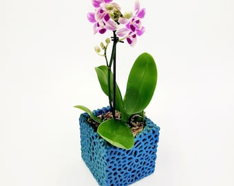 May include: A pink and white orchid plant in a blue textured ceramic pot.