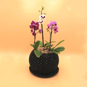 May include: A potted orchid plant with white, pink, and purple flowers in a black, geometric patterned pot. The plant is sitting on a light orange surface.