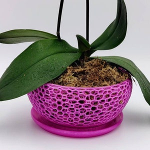 May include: A pink orchid plant in a pink, 3D printed, net-like pot with a matching saucer. The plant has green leaves and is potted in brown moss.