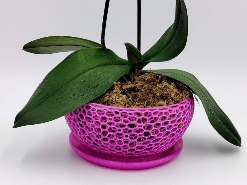 May include: A pink orchid plant in a pink, 3D printed, net-like pot with a matching saucer. The plant has green leaves and is potted in brown moss.