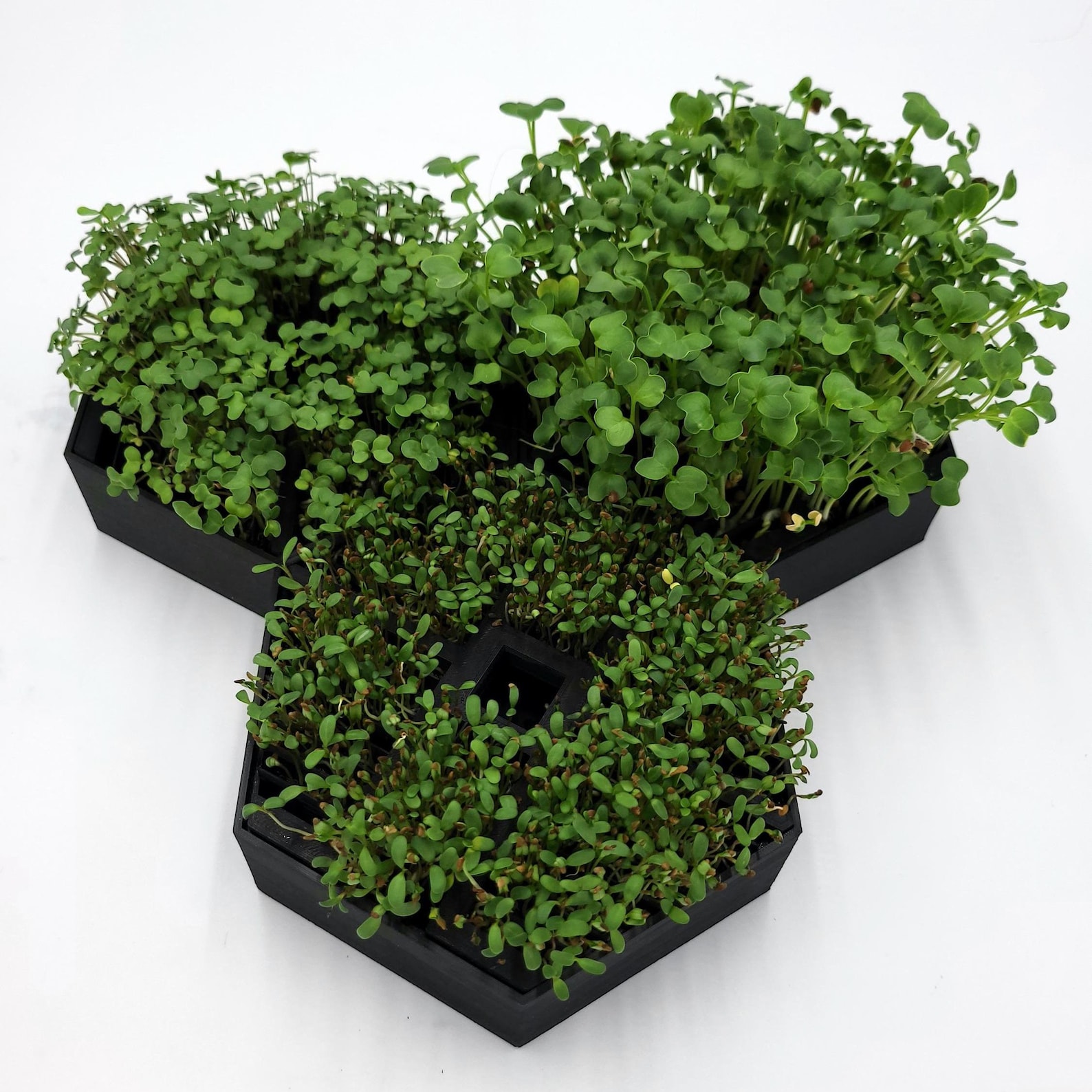 13+ Best Microgreen Growing Trays Microgreens Growing Tray - Self Watering | Easy to Clean | Compact