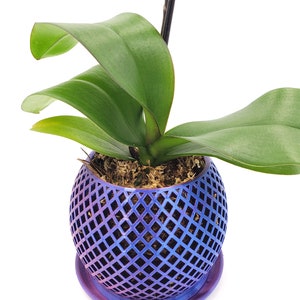 May include: A vibrant purple and blue iridescent orchid pot with a diamond-shaped grid pattern. The pot has a matching saucer and is filled with green moss.