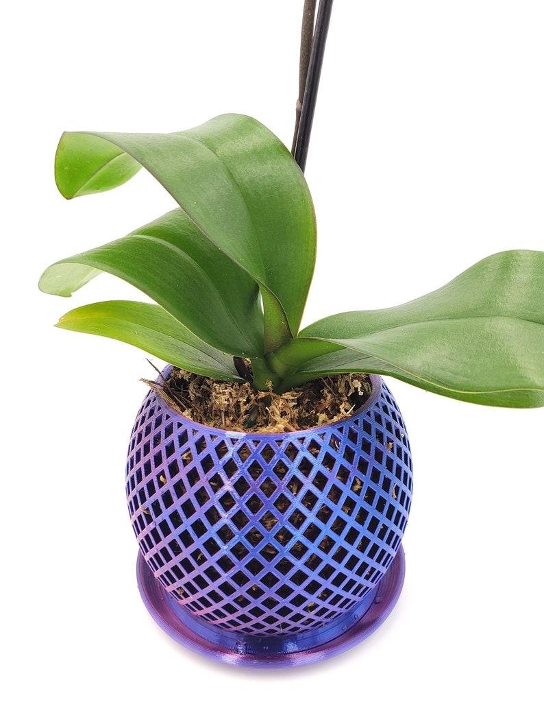 May include: A vibrant purple and blue iridescent orchid pot with a diamond-shaped grid pattern. The pot has a matching saucer and is filled with green moss.
