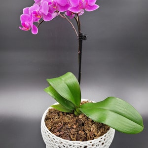 May include: A pink orchid plant in a white, decorative pot with a lattice design. The plant has several blooms and green leaves.