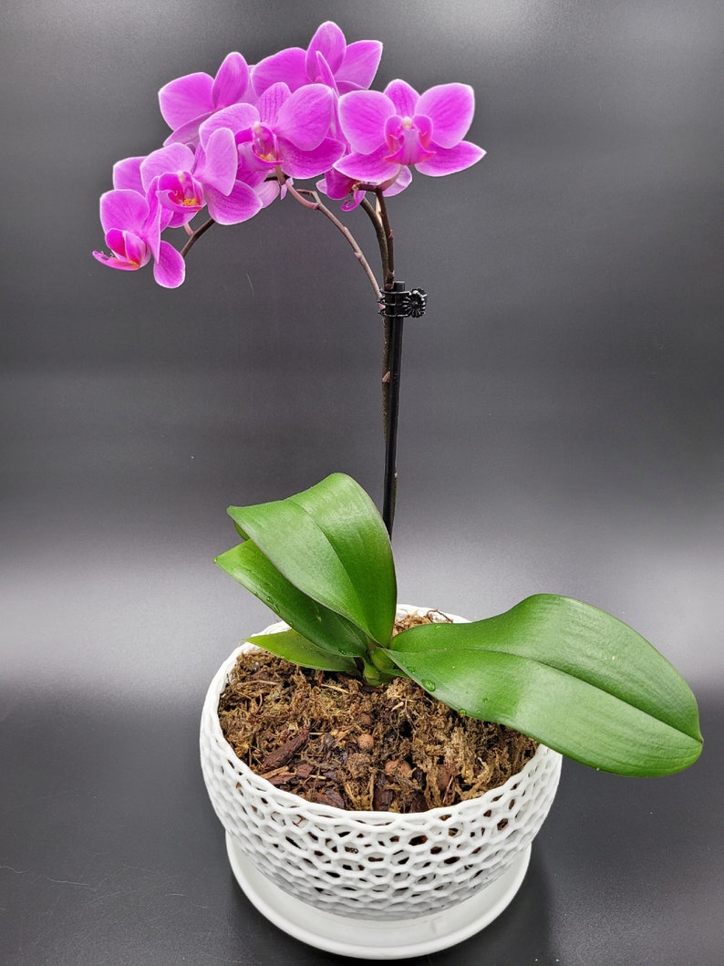May include: A pink orchid plant in a white, decorative pot with a lattice design. The plant has several blooms and green leaves.