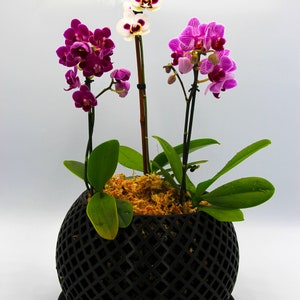 May include: Three orchids in a black, round, geometric pot with a black saucer. The orchids are pink and white with green leaves.