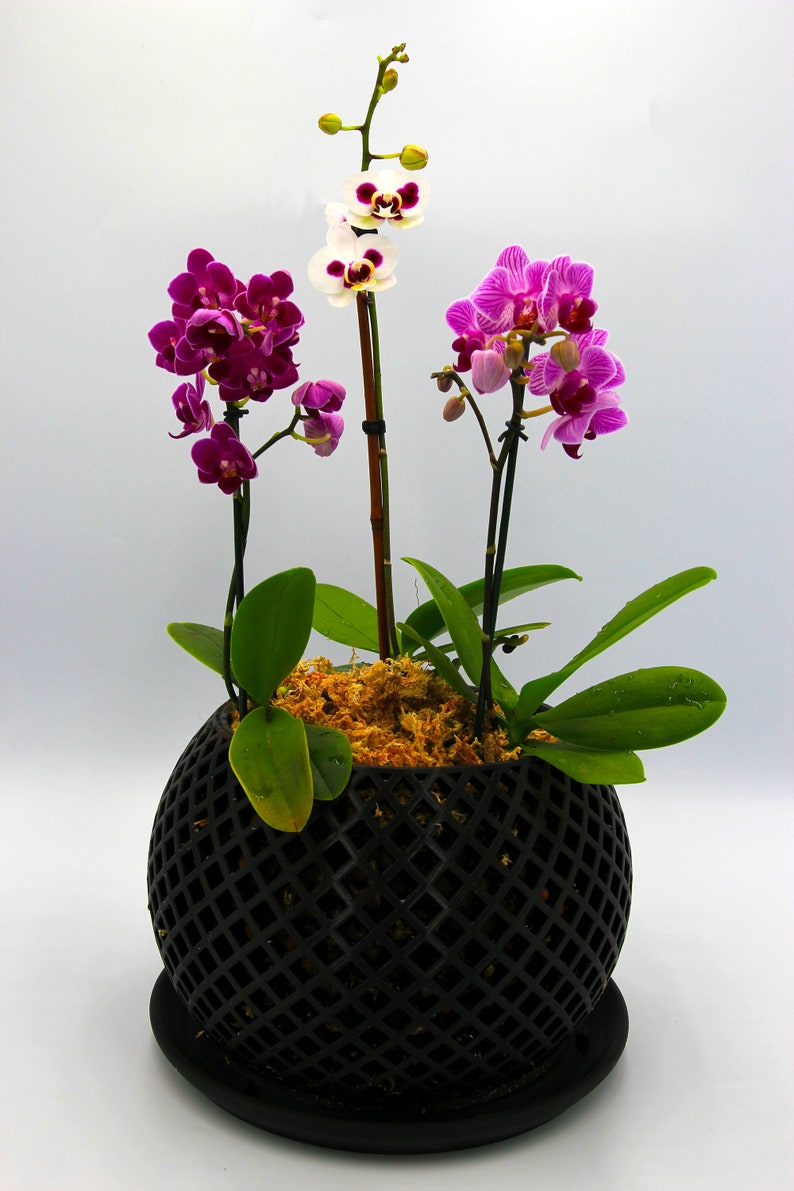 May include: Three orchids in a black, round, geometric pot with a black saucer. The orchids are pink and white with green leaves.