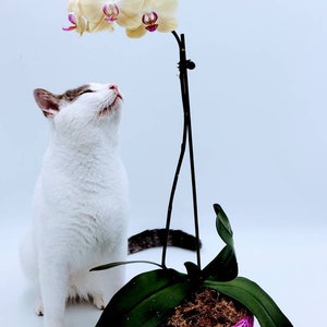 May include: A white cat with gray markings sits in front of a white orchid plant in a pink pot. The cat is looking up at the orchid.