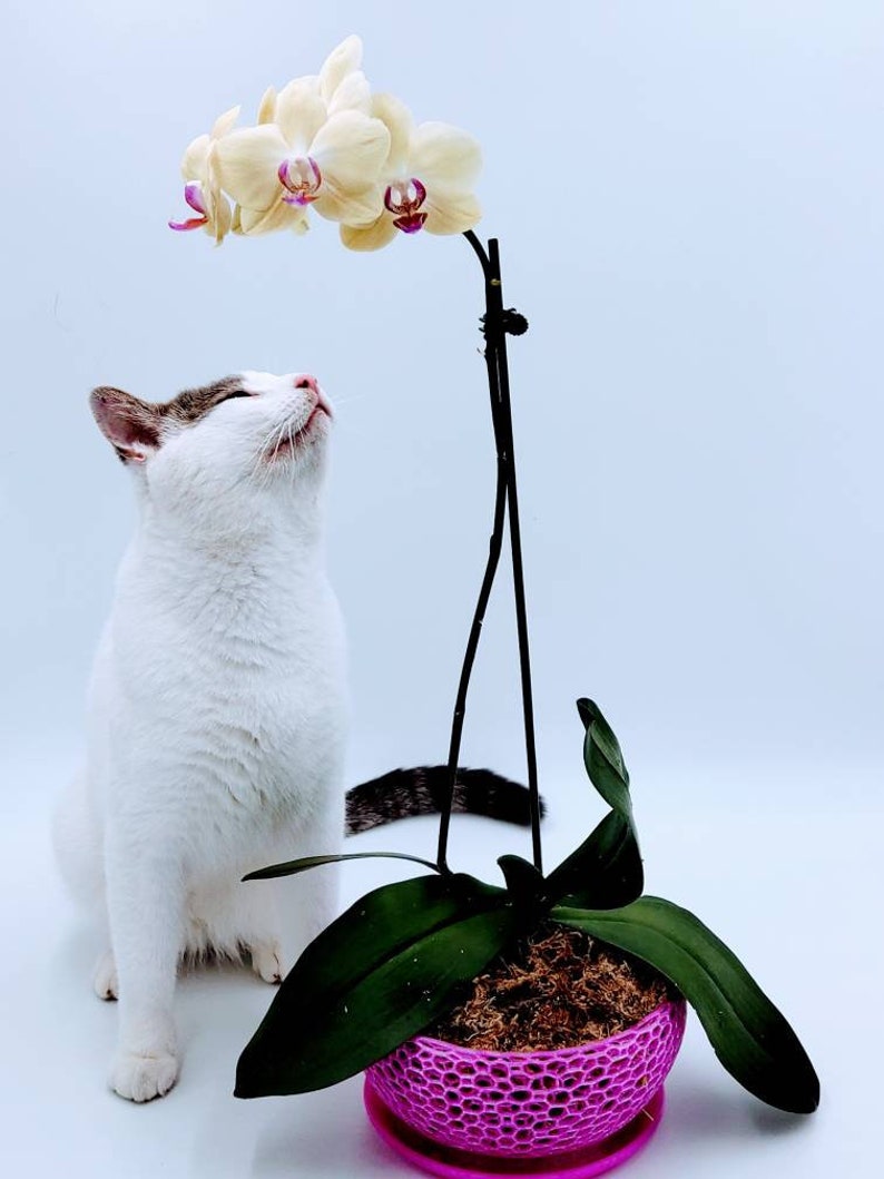 May include: A white cat with gray markings sits in front of a white orchid plant in a pink pot. The cat is looking up at the orchid.