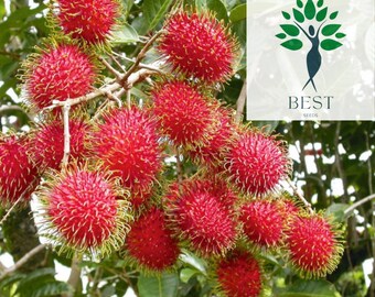 Rambutan  Etsy