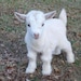 The Planning Goat