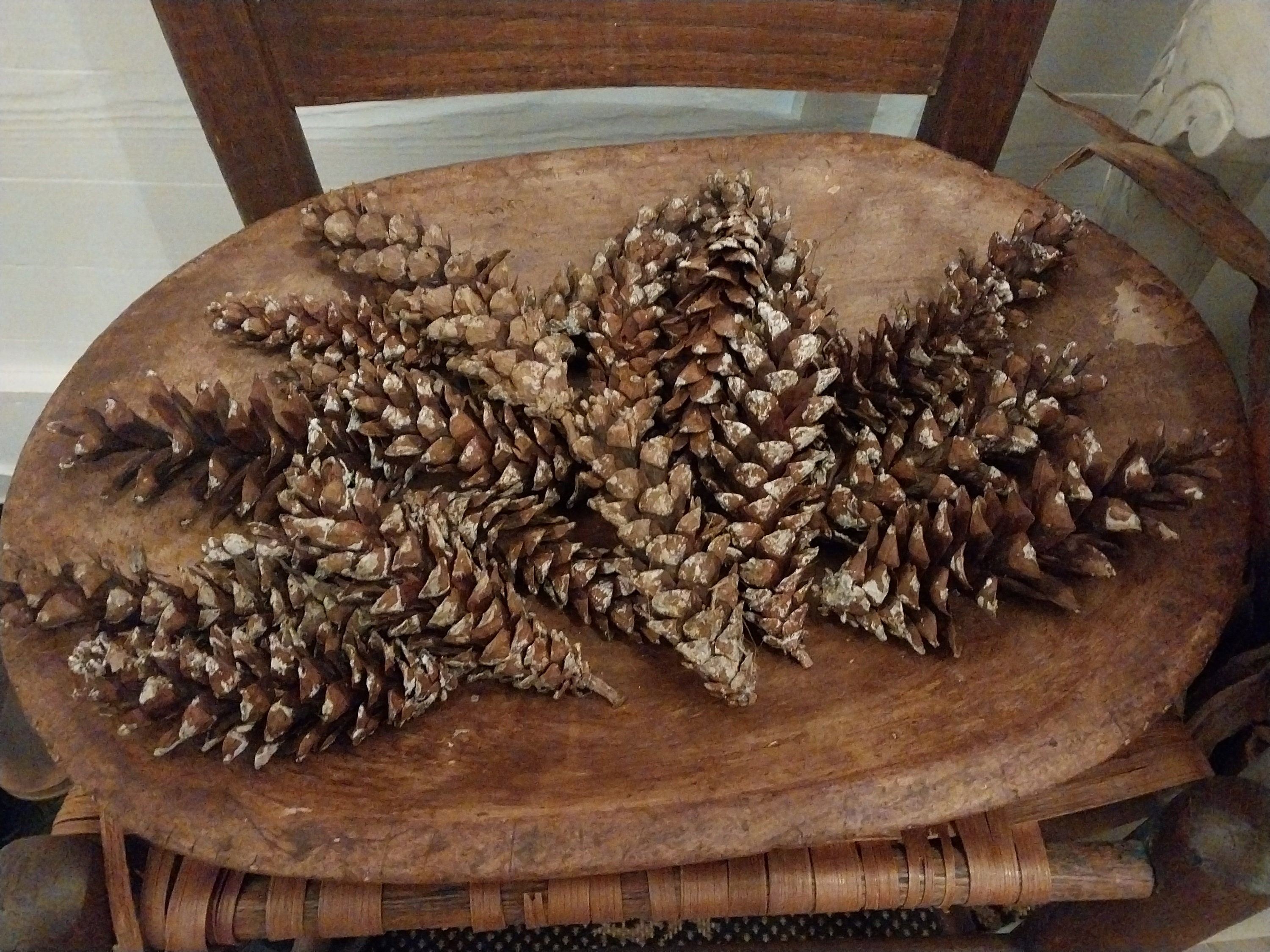 Pine Cones, White Pine, 25 Count – Bring Outdoors Indoors