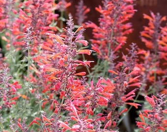 AGASTACHE rupestris" Apache Sunset"-20 seeds