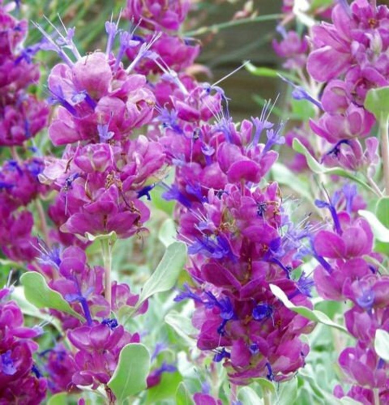 Salvia Pachyphylla Mojave Sage-10 Seeds /HP image 1