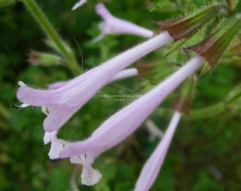 Salvia Scabra "GOOD HOPE" - 12 seeds