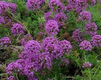 Phuopsis Stylosa 'pretty Pink' (crucianella)-30 Seeds - Etsy