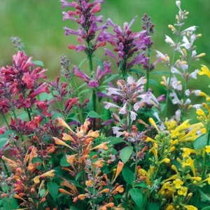 30 AGASTACHE Mix Agastache Aurantiaca Semillas De Flores - Yaxa