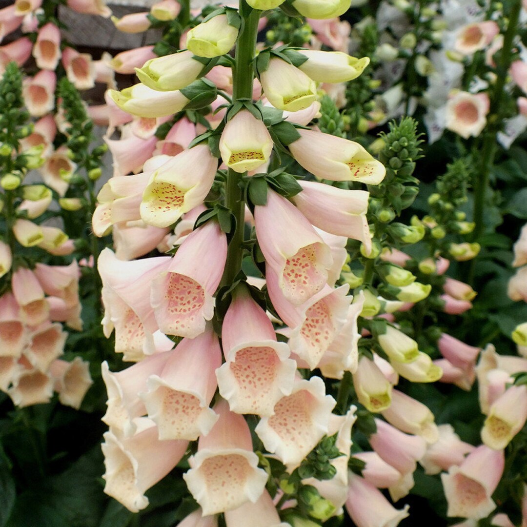 DIGITALIS 'apricot Delight50 Seeds/hp Etsy UK