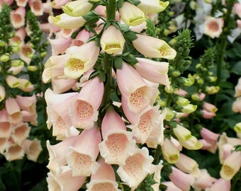 DIGITALIS  'Apricot Delight"-50 seeds/HP