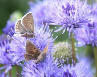 Jasione Laevis"Purple Lights"-100 seeds/HP