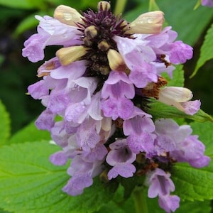 Nepeta Subsessilis 'Pink Dreams' 20 Seeds image 1