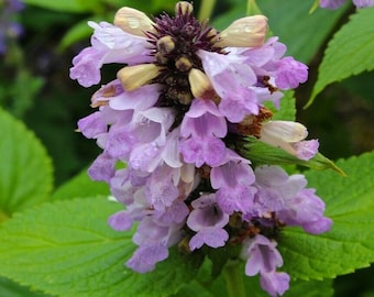 Nepeta Subsessilis 'Pink Dreams' - 20 Seeds