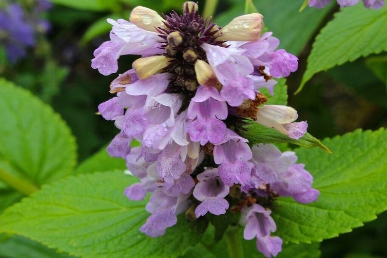 Nepeta Subsessilis 'Pink Dreams' 20 Seeds image 1