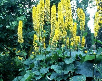 LIGULARIA Sibirica (Big Leaf Ligularia)-15 seeds/HP