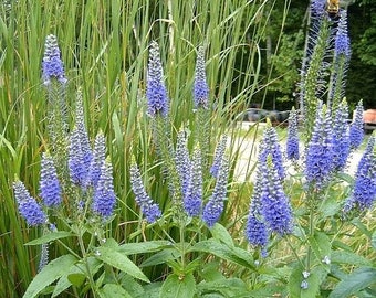 VERONICA Orchidea 'Blue Fingers'-50 seeds/HP(small seeds)