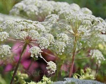 SELINUM WALLICHIANUM-25 seeds Hardy perennial