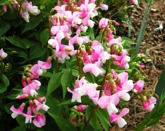 Lathyrus vernus ’Rosenelfe’-10 seeds/HP