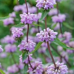 Phlomis Tuberosa 15 seeds Jerusalem sage, Hardy Perennial. image 2