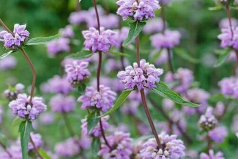 Phlomis Tuberosa 15 seeds Jerusalem sage, Hardy Perennial. image 2