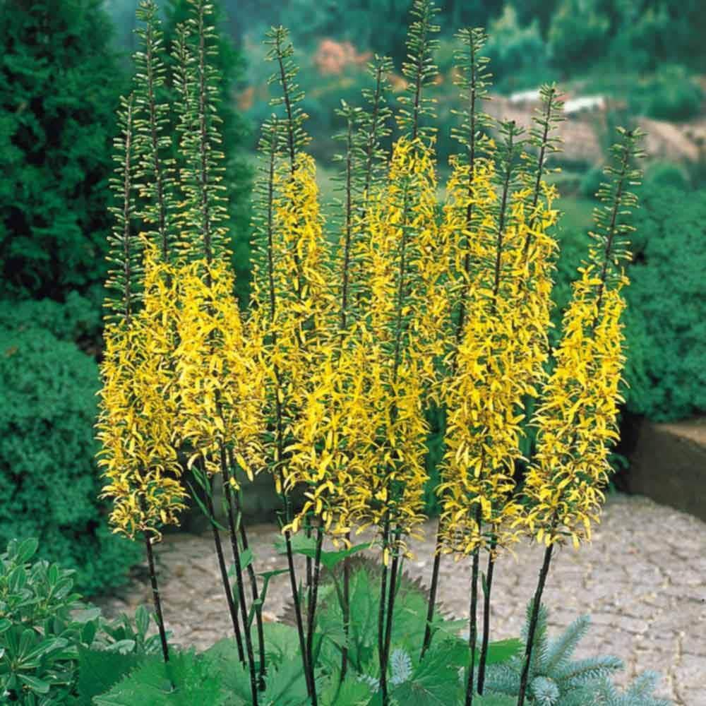 Ligularia Przewalskii 15 seeds