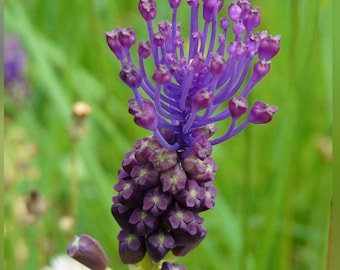 Muscari comosum Grape Hyacinth (Leopoldia)-15 SEEDS(NOT BULBS)