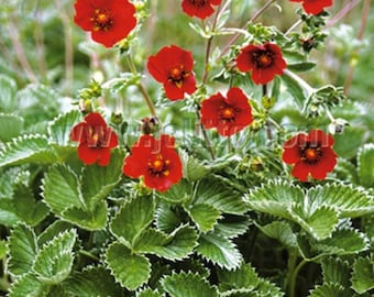 POTENTILLA atrosanguinea var. argyrophylla 'Scarlet Starlit'( Himalayan Cinquefoil)-25 seeds/HP