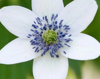 Anemone Rivularis " Glacier"-10 seeds