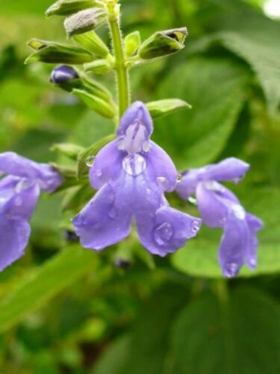 Semi Di Salvia Rossa (Salvia Miltiorrhiza) Dan Shen - Per Giardinaggio O Erboristeria - Foto 2