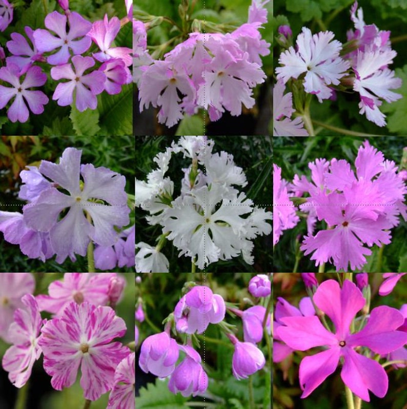 Primula Sieboldii Sakurasoo, or Cherry Blossom primula.25seeds /HP image 1