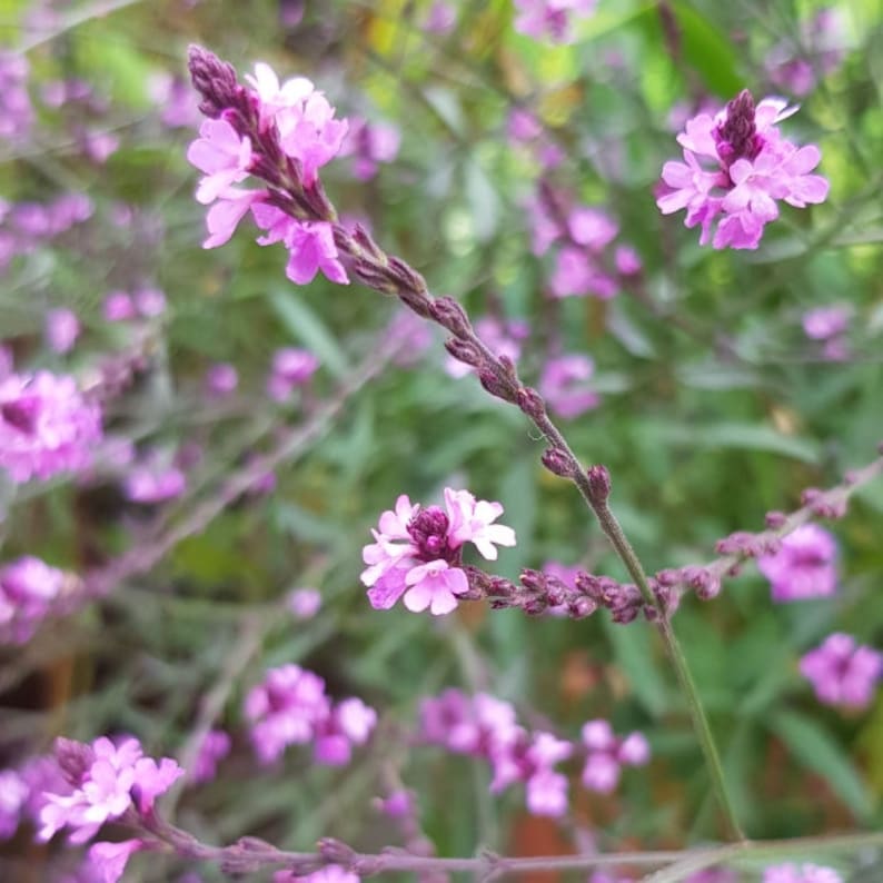 VERBENA officinalis var. grandiflora 'BAMPTON50 seeds/HP image 2