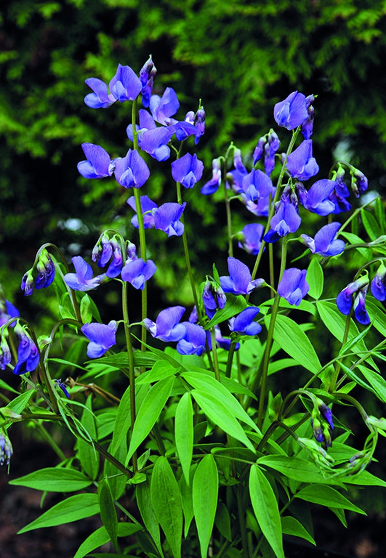 Lathyrus Vernus Heavenly Blues10 Seeds/Hardy Perennial NEW for 2023 image 1