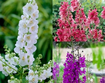 Verbascum Phoeniceum mixed colours 'Roman Candles' Approx 50 Seeds