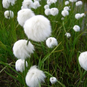 Eriophorum angustifolium-20 seeds image 2