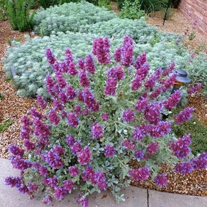 Salvia Pachyphylla Mojave Sage-10 Seeds /HP image 3