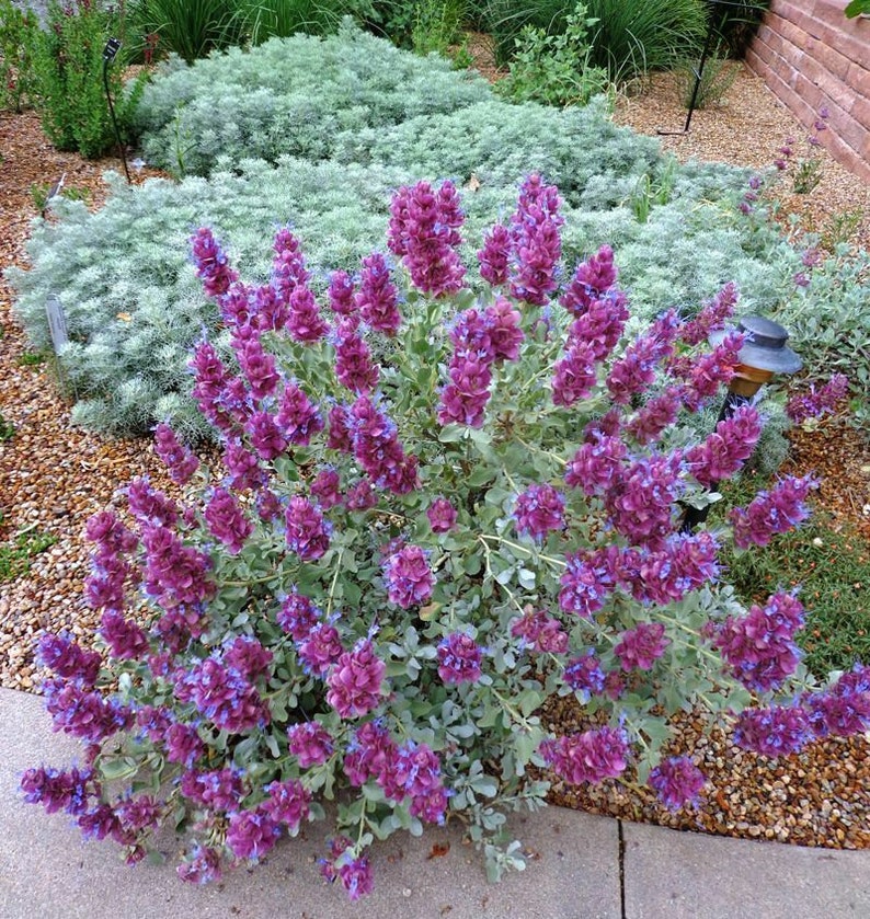 Salvia Pachyphylla Mojave Sage-10 Seeds /HP image 3